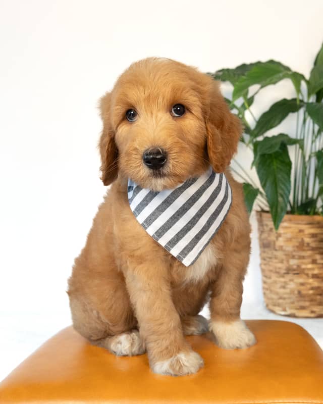 Dodge, a Golden with White Markings Goldendoodle puppy