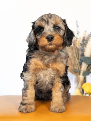 Blue Phantom Merle Cockapoo puppy raised by Forever and Always Doodles in Virginia