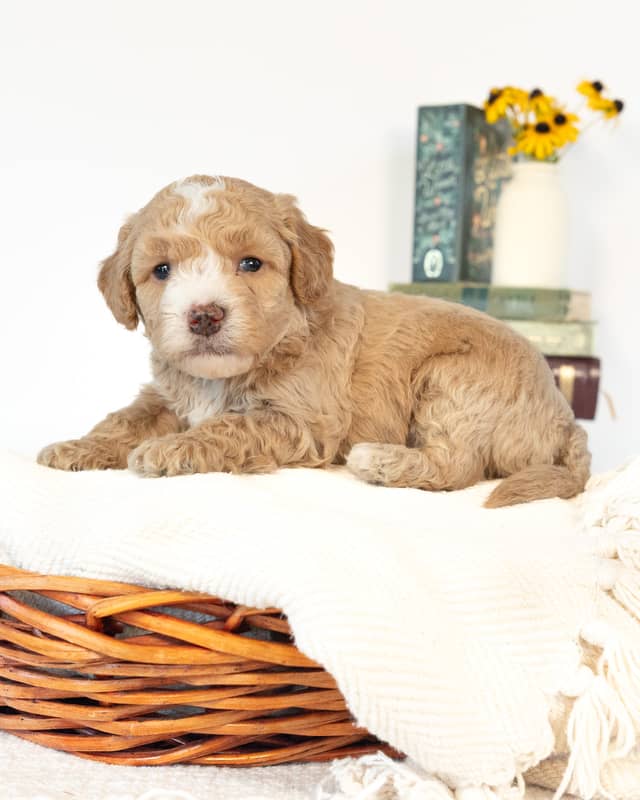Barrie, a Light Golden with White Markings Cockapoo puppy