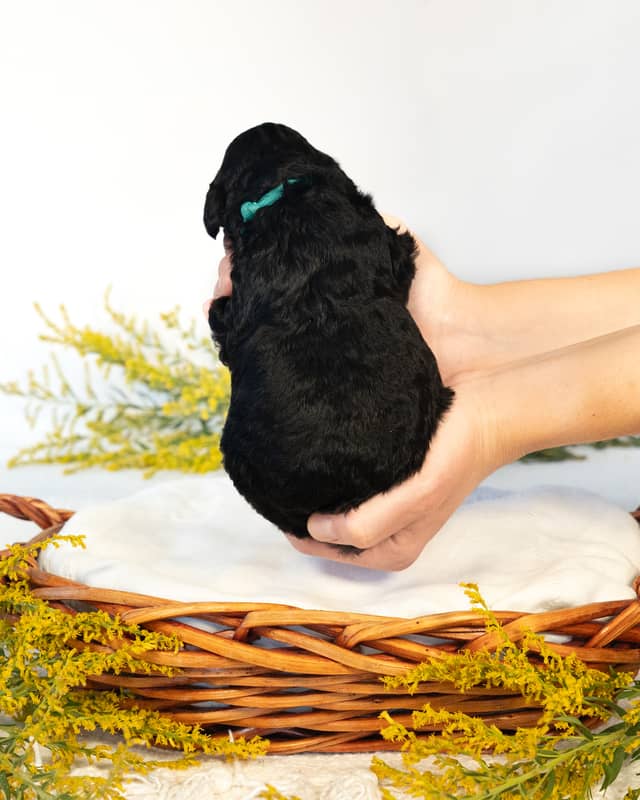 Luna, a Black Goldendoodle puppy