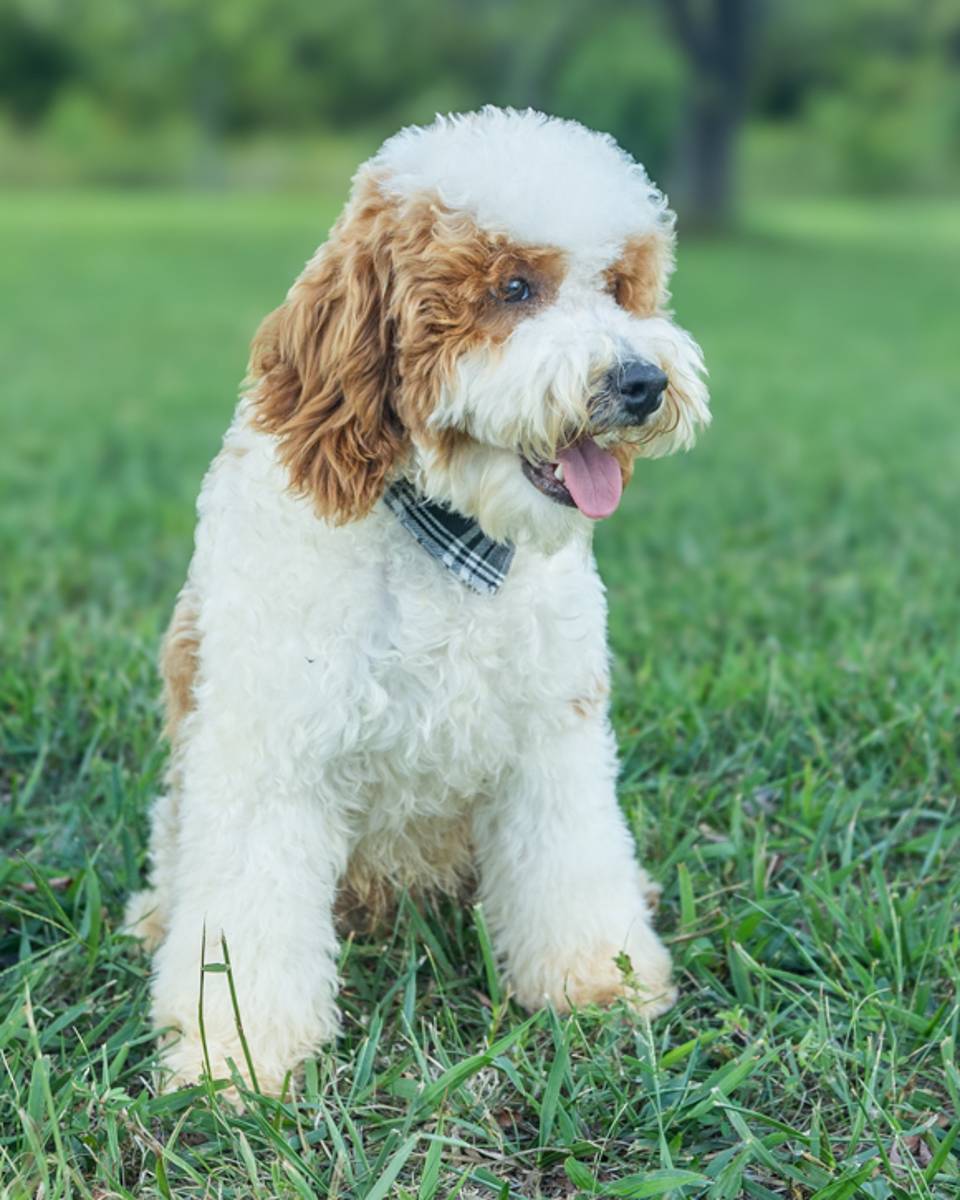 Wentworth, a Golden Parti Cockapoo puppy