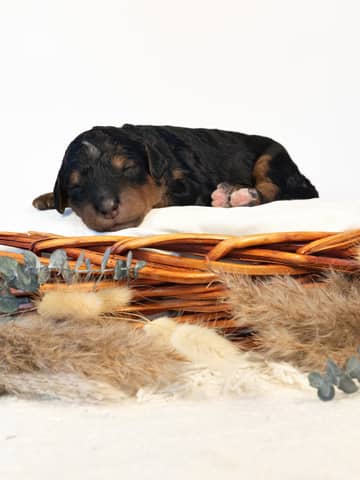 Phantom Bernedoodle puppy raised by Forever and Always Doodles in Virginia