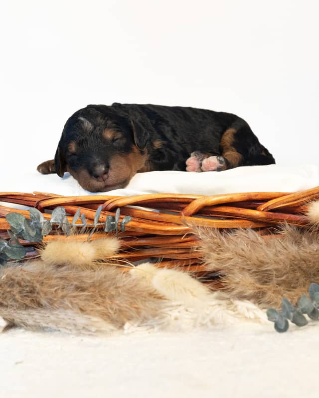 Sigrid, a Phantom Bernedoodle puppy