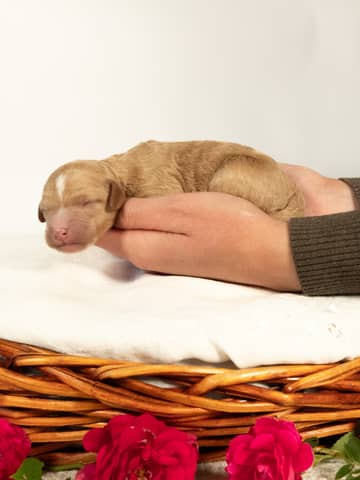 Golden with White Markings Goldendoodle puppy raised by Forever and Always Doodles in Virginia