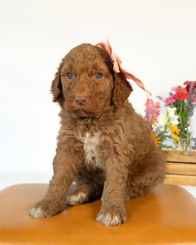 Wendy, a Golden with White Markings Goldendoodle puppy
