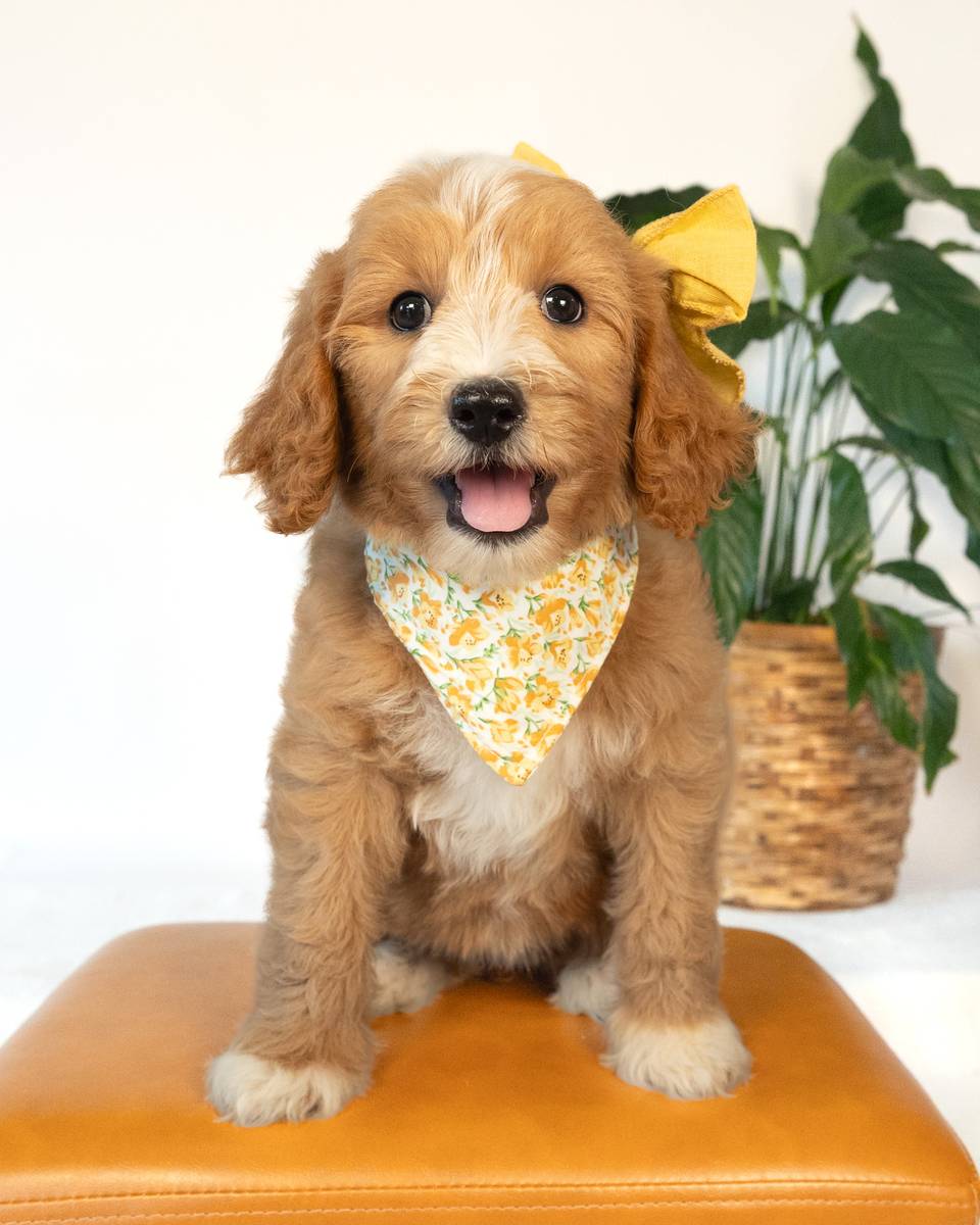 Porsche — Golden with White Markings Goldendoodle puppy from Forever and Always Doodles, Virginia