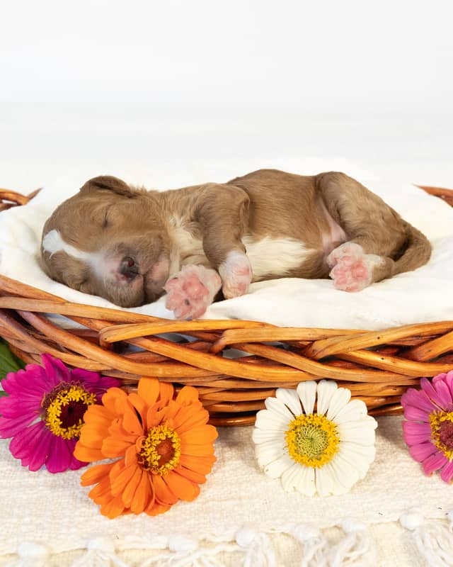 Ford, a Golden with White Markings Goldendoodle puppy
