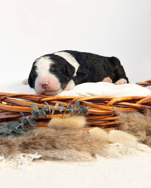 Leif, a Bernedoodle puppy