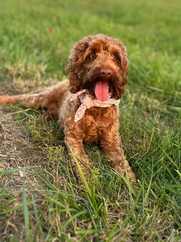 Merriweather, a Cockapoo dam