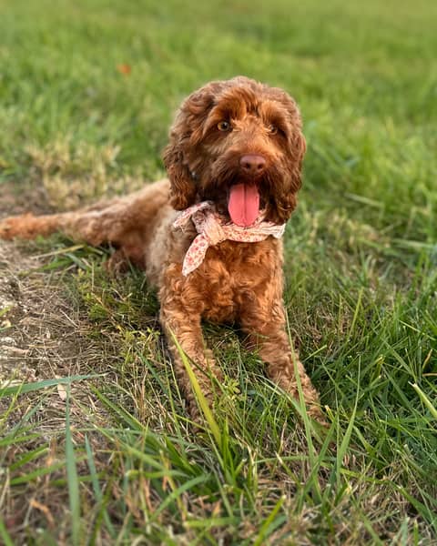 Merriweather, a Cockapoo dam