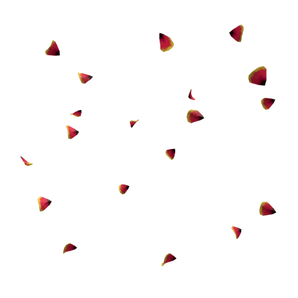 Hibiscus Flower Petal Rain