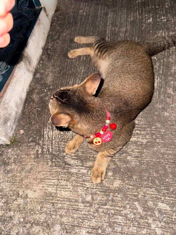 ฮารุ