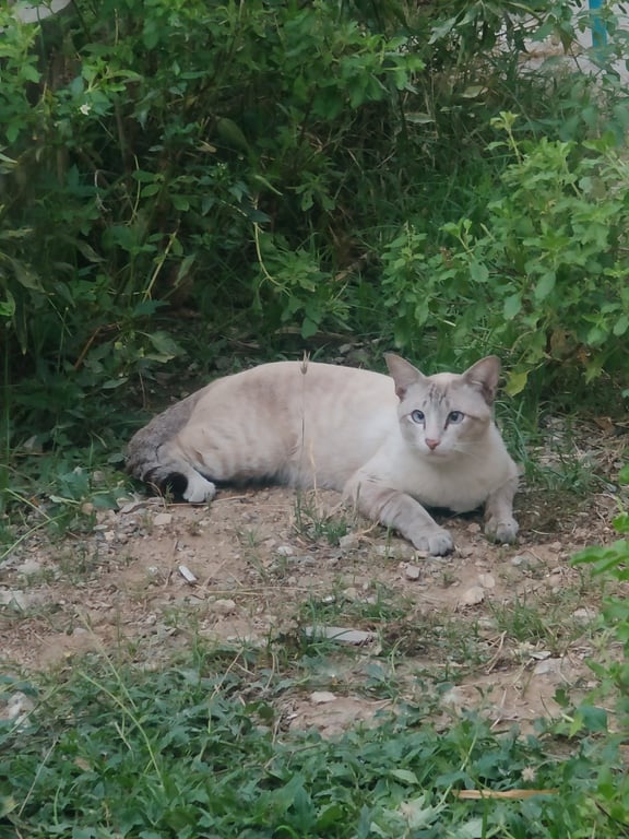 ตามหาเจ้าของแมว 