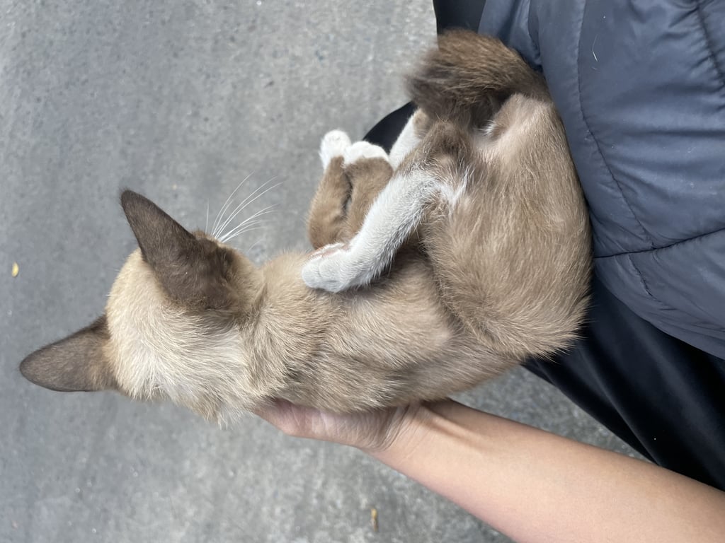 ตามหาเจ้าของแมว ลูกแมวอายุไม่ถึง 3 เดือน ที่แม่เริ่มจะไม่ให้นมแล้ว