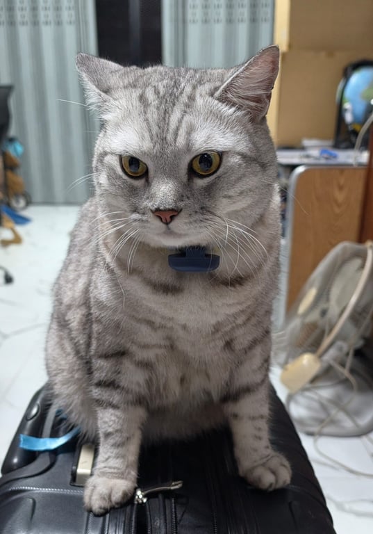 ไพทูรย์