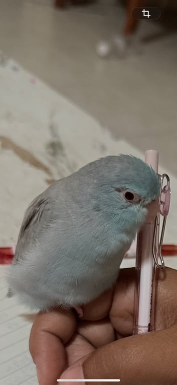 นำโชค