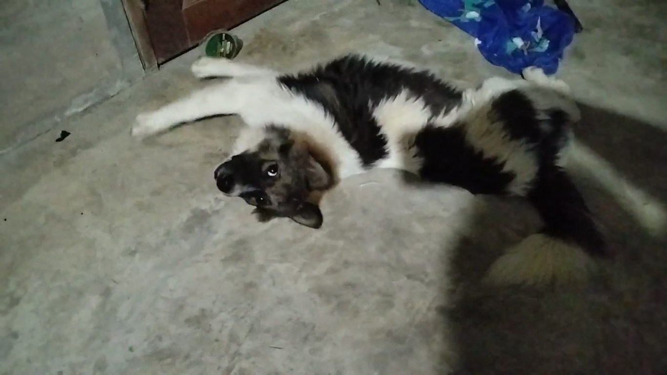 ต้นหนาว