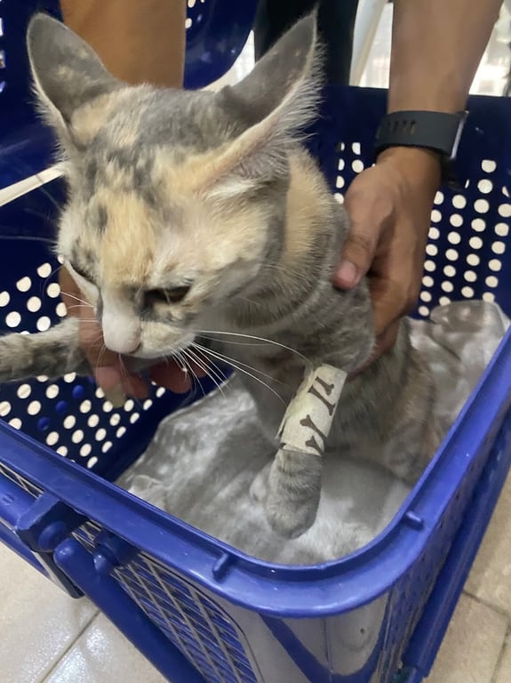วนิดาฟาร์ม Wanidafarm & Healthy pet clinic
