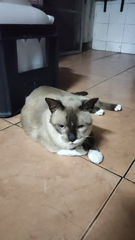 เพชร