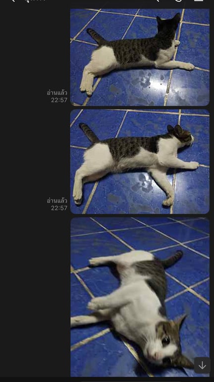 ตามหาเจ้าของแมว ซอยวัดดอนตลุง  อเมือง ราชบุรี