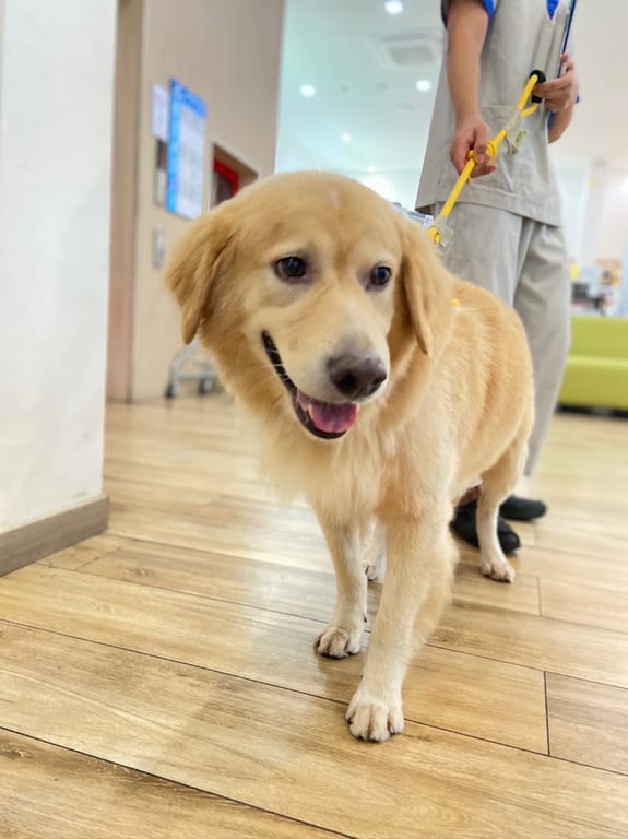 Thonglor Pet Hospital Prachachuen โรงพยาบาลสัตว์ทองหล่อ ประชาชื่น