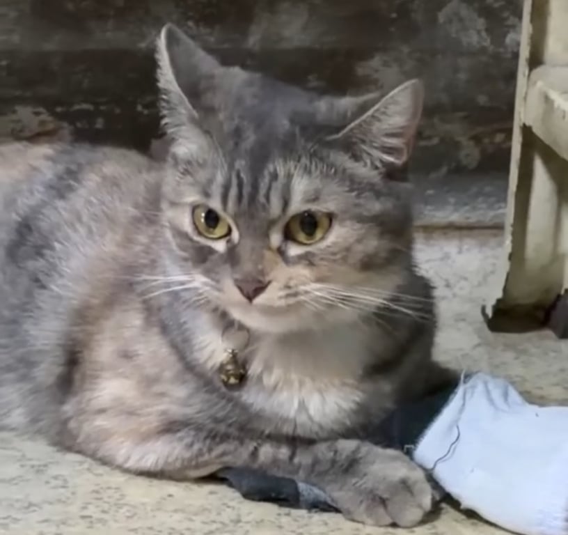 นิสโม่