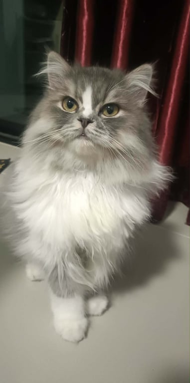 น้องอั่งเปา