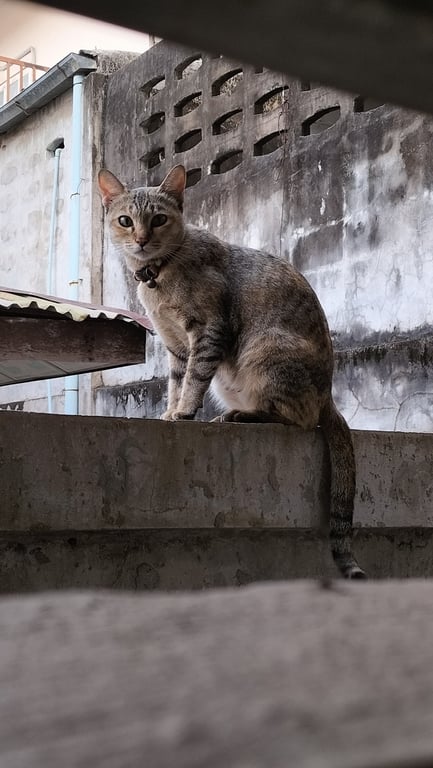 ตามหาเจ้าของแมว 