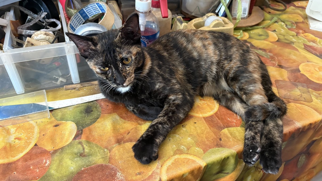 ตามหาเจ้าของแมว แมวบ้านขนสั้น (ลายกระดองเต่า / ใกล้เคียงอเมริกันช็อตแฮร์) ขนสั้น ลายดำ–น้ำตาล–ส้มสลับกัน ดวงตาสีเหลือง