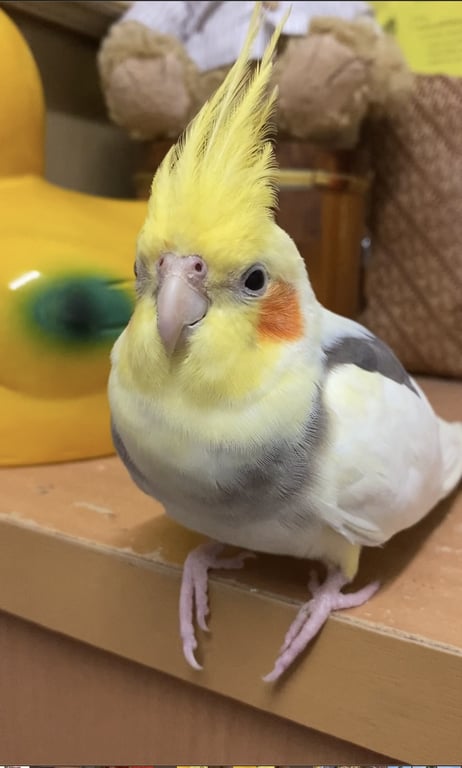 น้องไดมอน