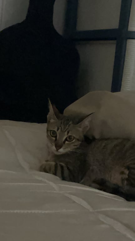 ตามหาเจ้าของแมว เป็นแมวจรแถวบ้านครับ ขี้เล่นขี้อ้อนพอสมควร อายุประมาณ 7-8เดือนครับไม่แน่ใจเรื่องอายุ ยังไม่ทำหมันนะครับ ขอคนที่สนใจรับน้องไปเลี้ยงดูต่อครับผม ขอคนที่สามารถเลี้ยงปิด100%ได้นะครับ วัคซีนยังไม่ได้ฉีดครับ