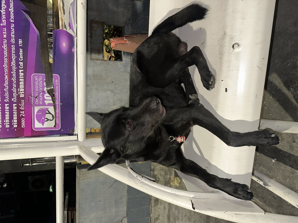 ตามหาเจ้าของหมา หมาเพศผู้สีดำหมาเพศผู้สีดำทั้งตัว 
สร้อยสีเงิน มีกระดิ่งซานตาคลอส
เห็นอยู่หน้าปั๊ม Shell มา4-5 วันแล้ว