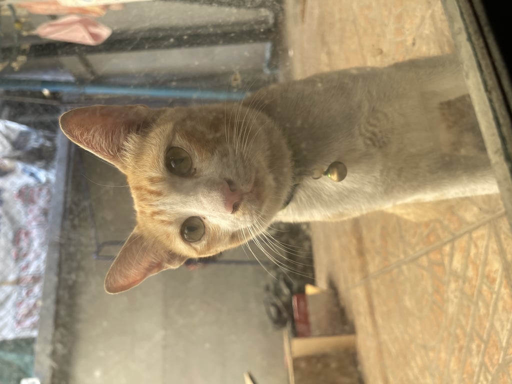 ตามหาเจ้าของแมว ตัวสีลายส้ม ขาสีขาว
หน้าผากและรอบตาสีส้ม รอบจมูกและคางสีขาว
น้องผอม เชื่อง จับได้