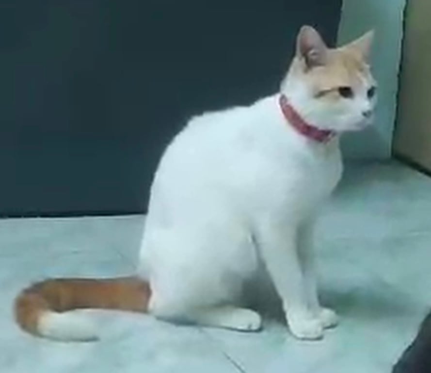 นีโม่