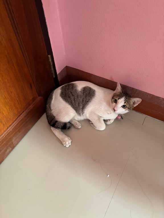 ส้มจี๊ด