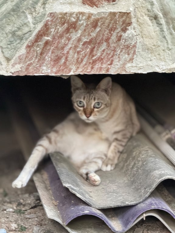 เหมียว