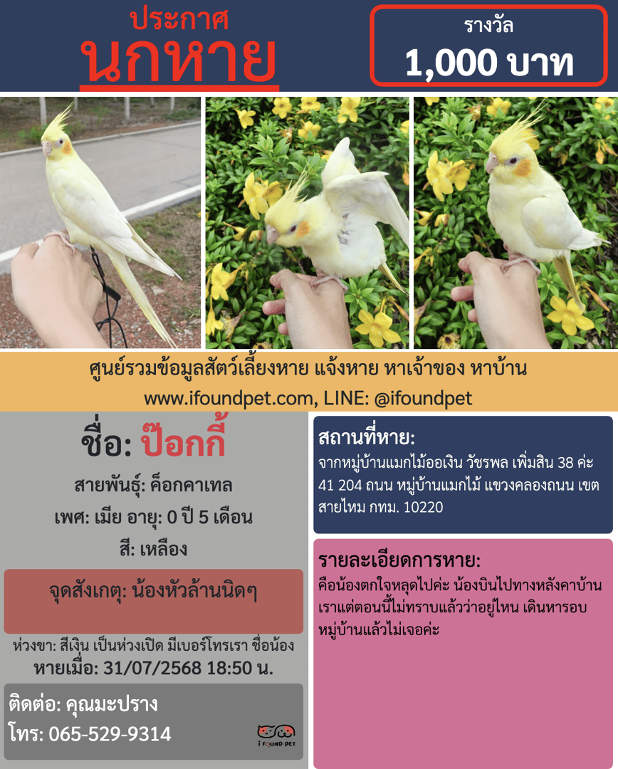 i FOUND PET ช่วยกันตามหานก