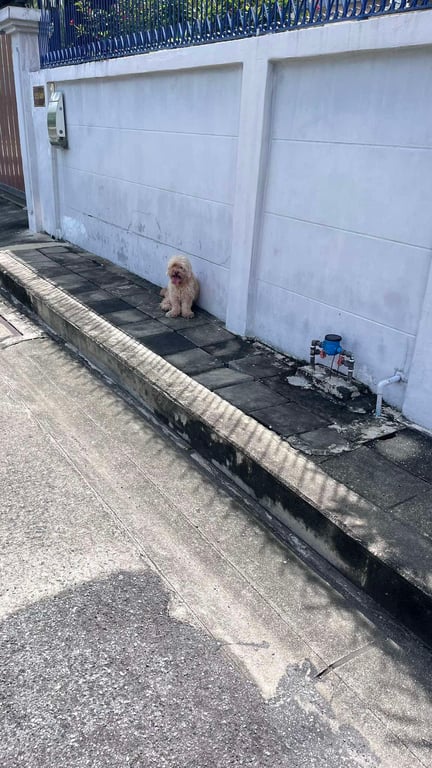 ตามหาเจ้าของหมา น้องขนฟู สีน้ำตาล ใจดีมาก