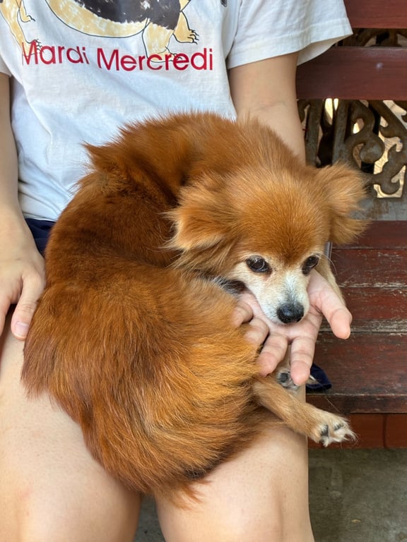 ดุ๊กดิ๊ก