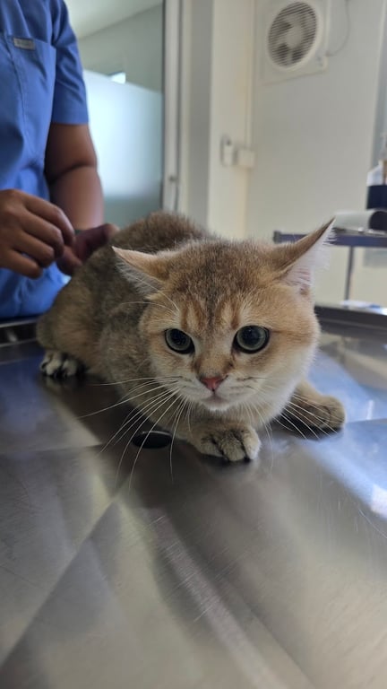 คลินิกรักษาสัตว์เพ็ทเฟิร์ส ระยอง Pet First Vet Clinic Rayong