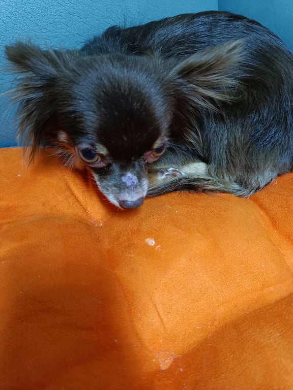 ตามหาเจ้าของหมา ตามหาเจ้าของชิวาว่าขนยาวเพศเมีย คาดว่าหลุดเพราะตกใจเสียงประทัด ติดต่อ0830145117