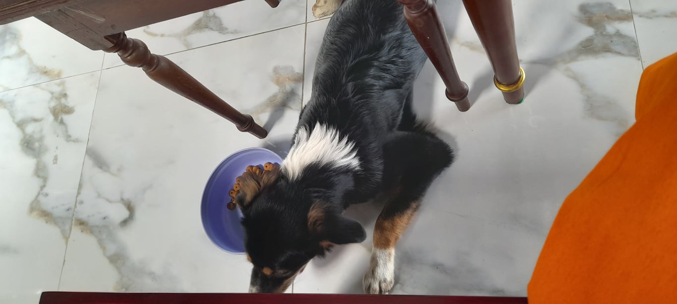 ตามหาเจ้าของหมา สามสี ตัวสีดำ คอ-อก สีขาว มีคิ้วสีน้ำตาล