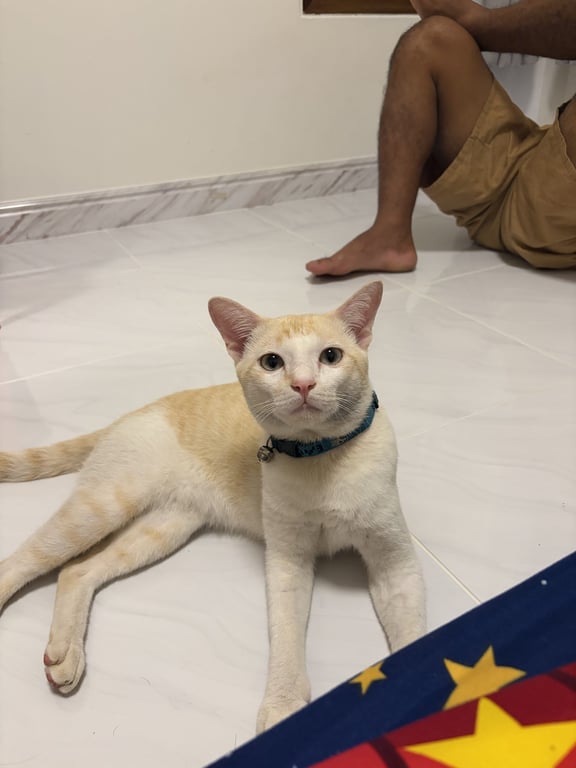 มีโก้