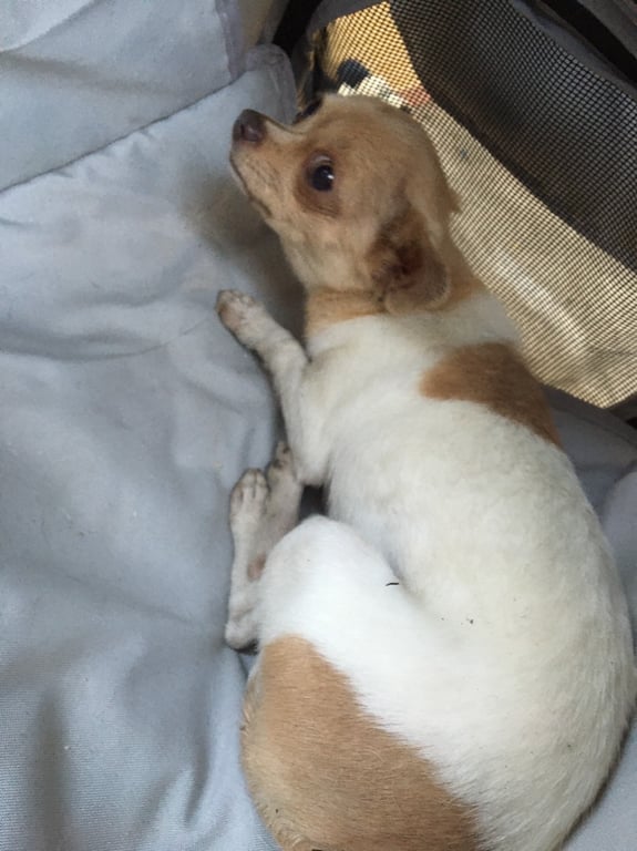 ตามหาเจ้าของหมา หมาหลงมาในหมู่บ้านสวนนนทรี ซอย 9 เชียงใหม่