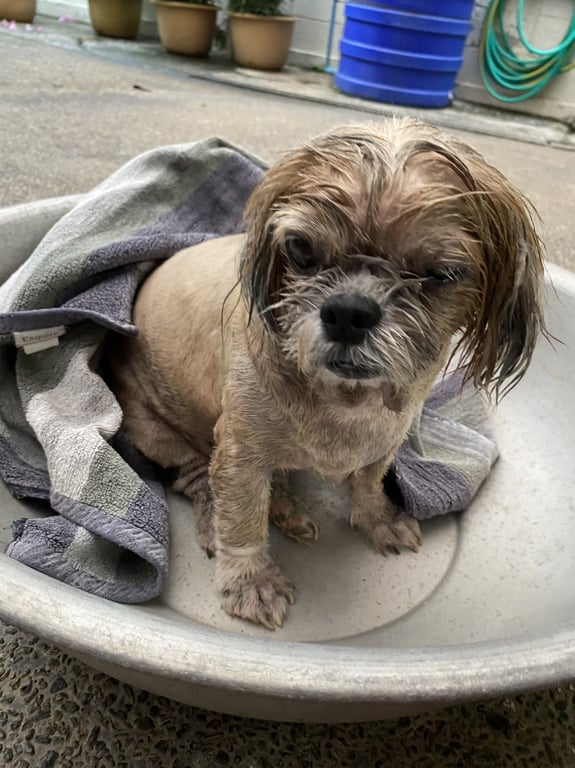 ตามหาเจ้าของหมา หมาสีน้ำตาลตัวเล็ก