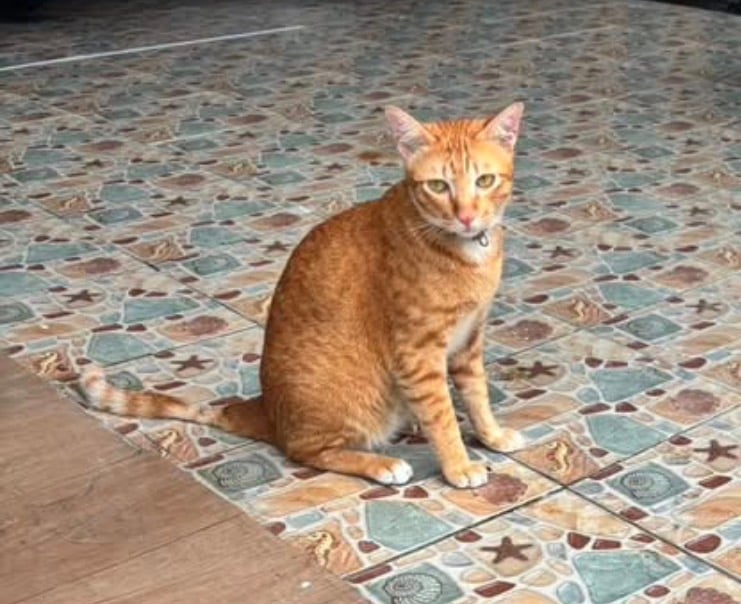 แซลม่อน