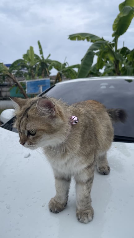 ตามหาเจ้าของแมว สีส้มน้ำตาล ปลายหางมีสีดำ