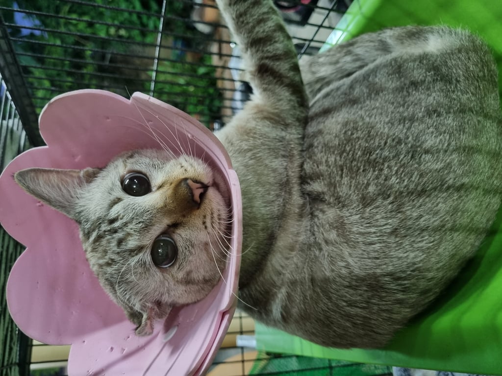 ตามหาเจ้าของแมว ตาสีฟ้า หูข้างขวาพับลง หางยาว