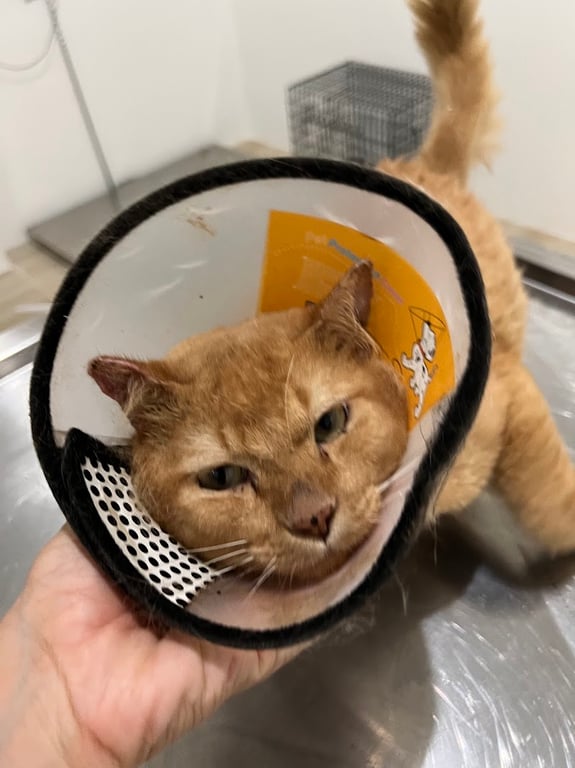 คลินิกรักษาสัตว์เก็ทเวลล์ (Getwell pet clinic)