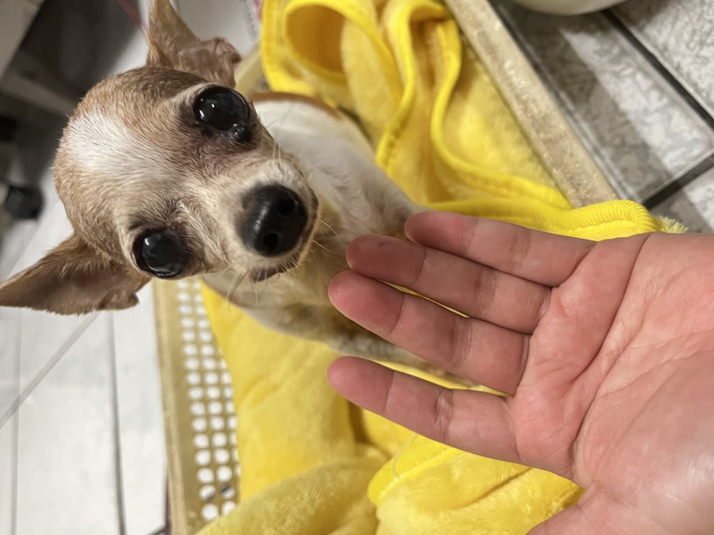 ตามหาเจ้าของหมา 